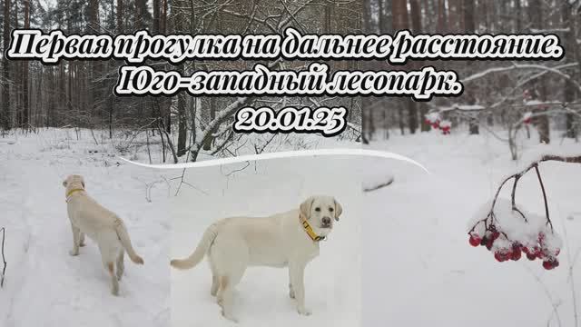Первая прогулка на дальнее расстояние. Юго-западный лесопарк.