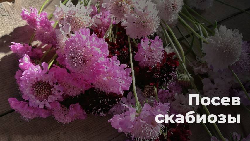 Посев скабиозы