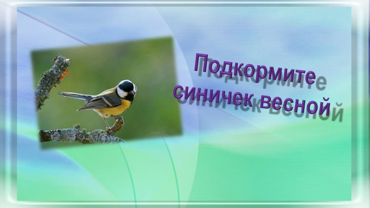 Подкормите синичек весной