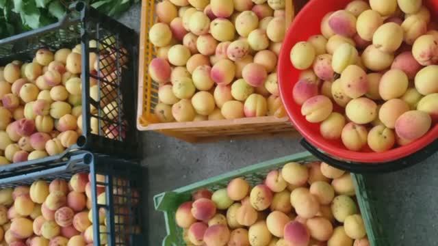 Хозяйкам на заметку! Зимние заготовки, Абрикосы - сохраняем натуральные витамины.