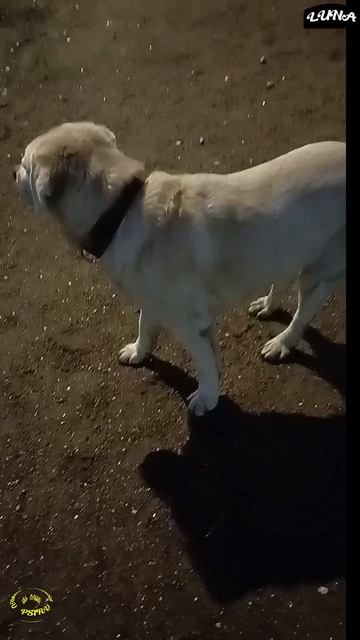 Непонятная весна