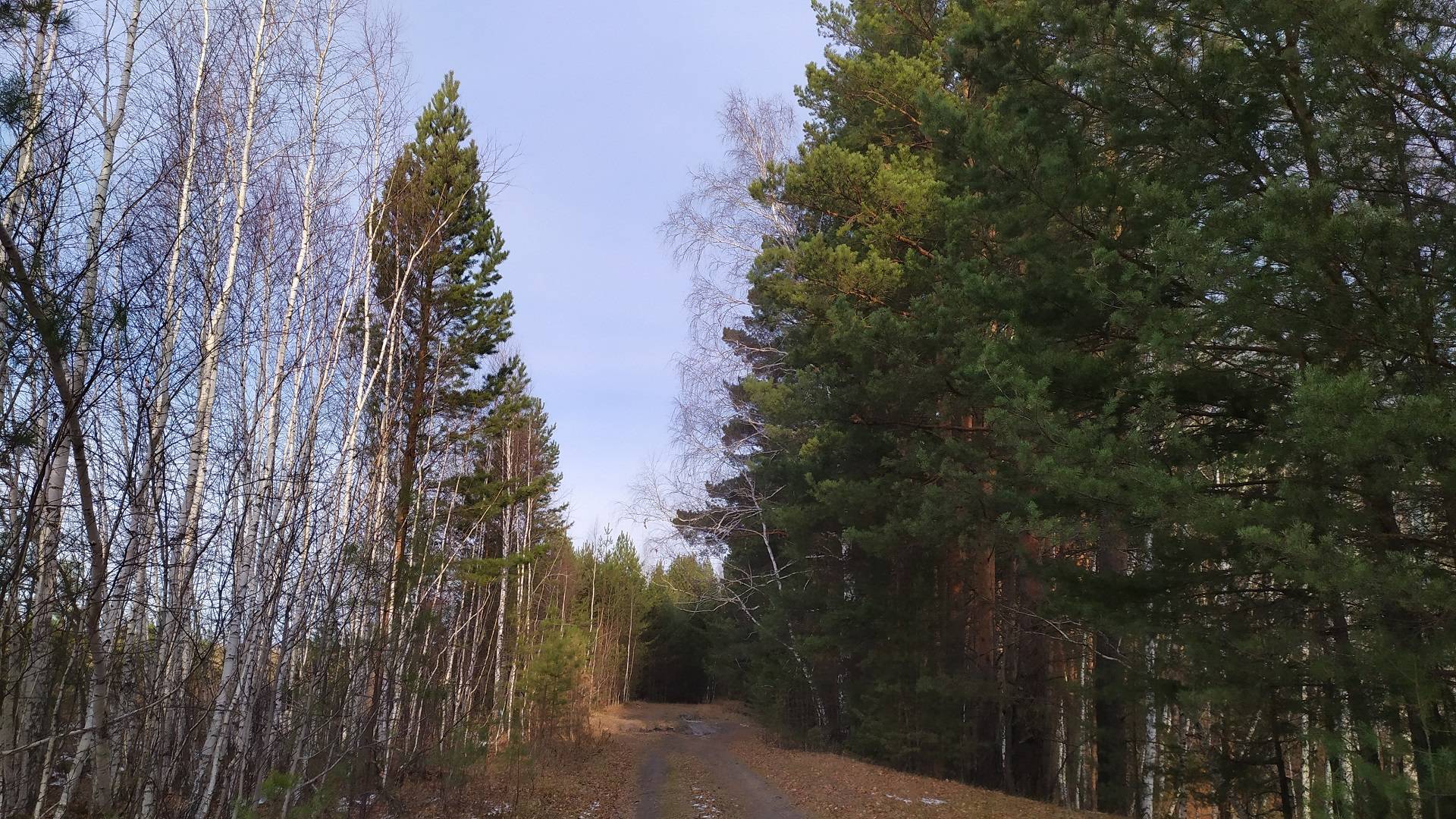 Прогулка в лес за хвоей и сосновыми почками