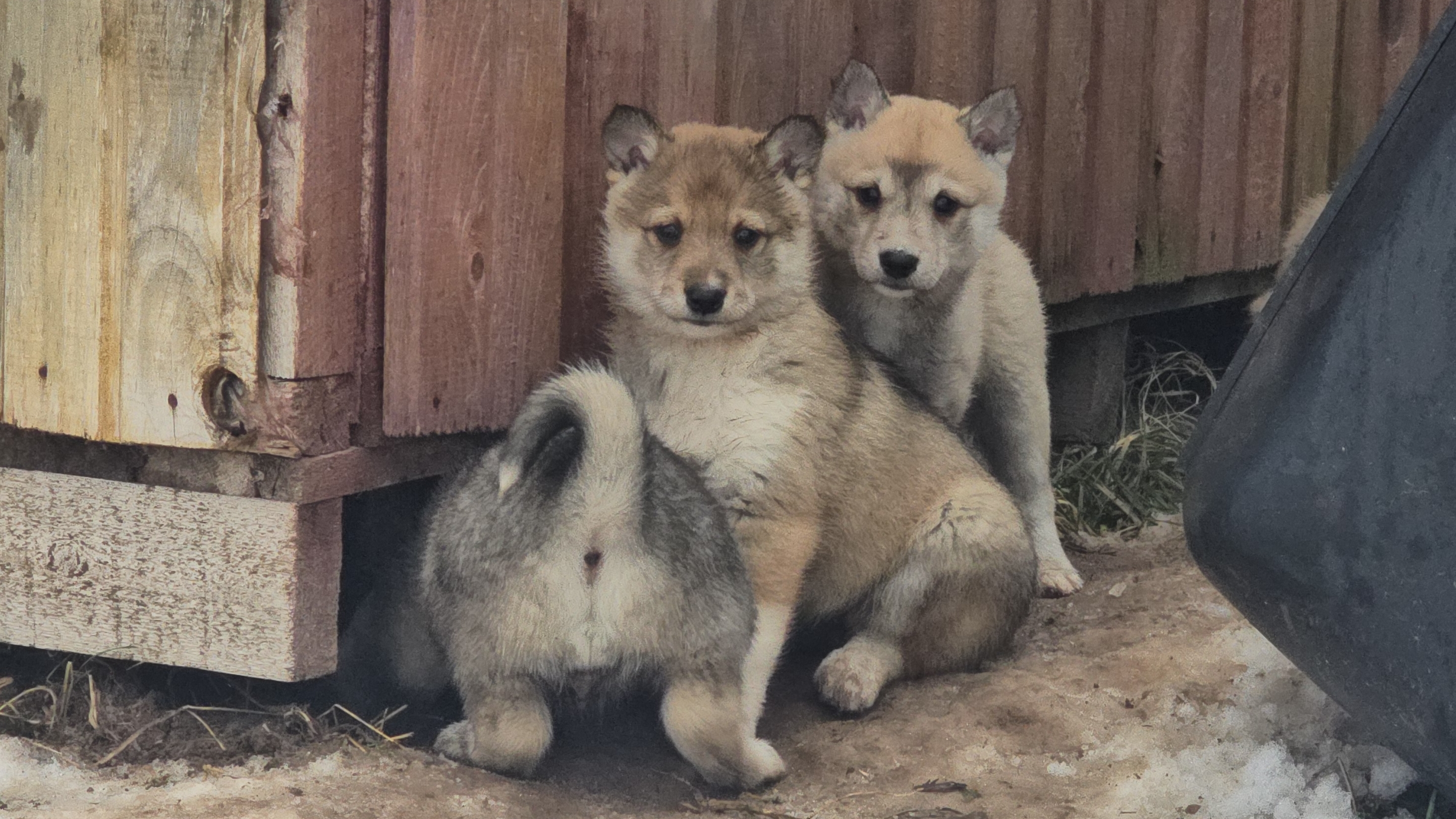 Щенки меняют окрас