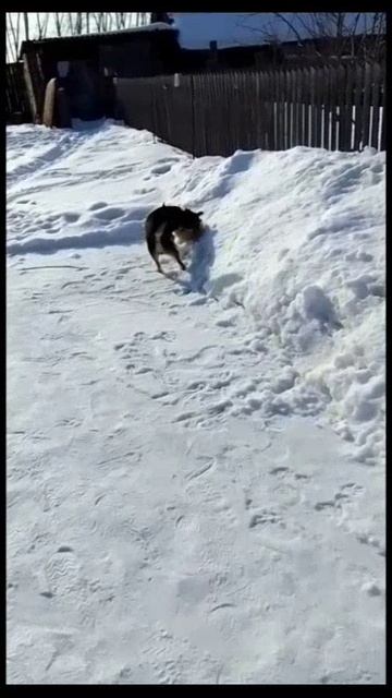 🐕 🏀 Весенний солнечный денёк! 😍🤪