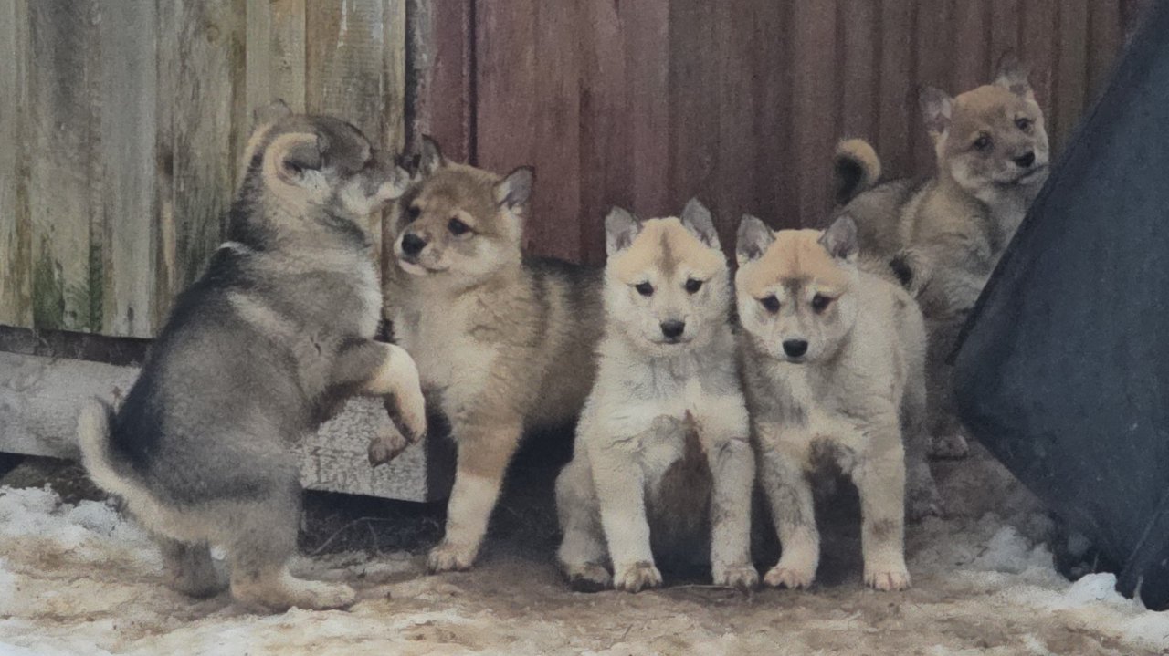 Собираю щенков на мясо