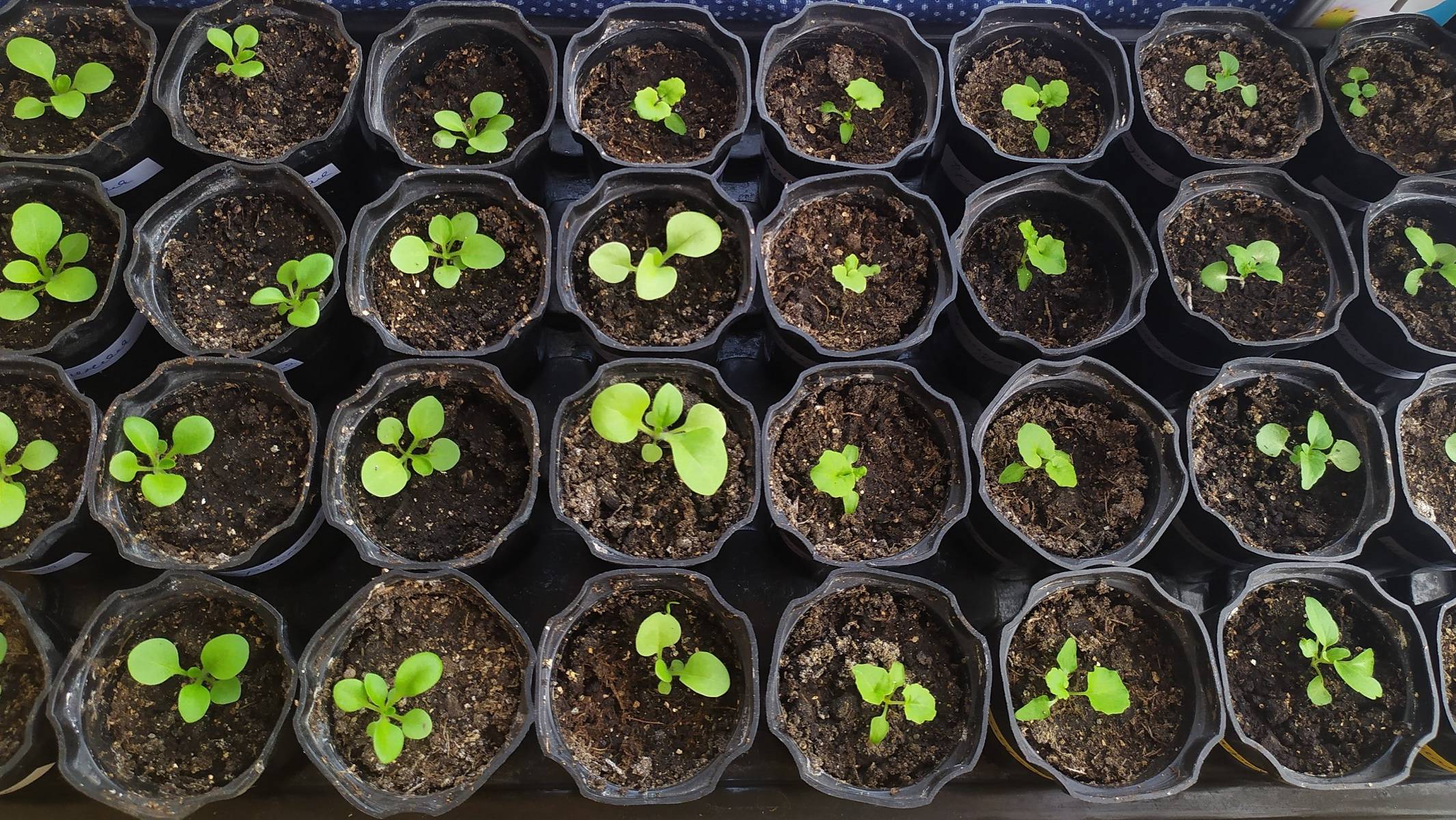 Моя рассада 11.03.24