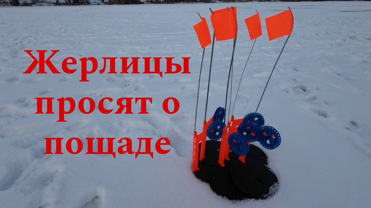 ЖЕРЛИЦЫ. День РЫЖИХ  ХИЩНИКОВ.