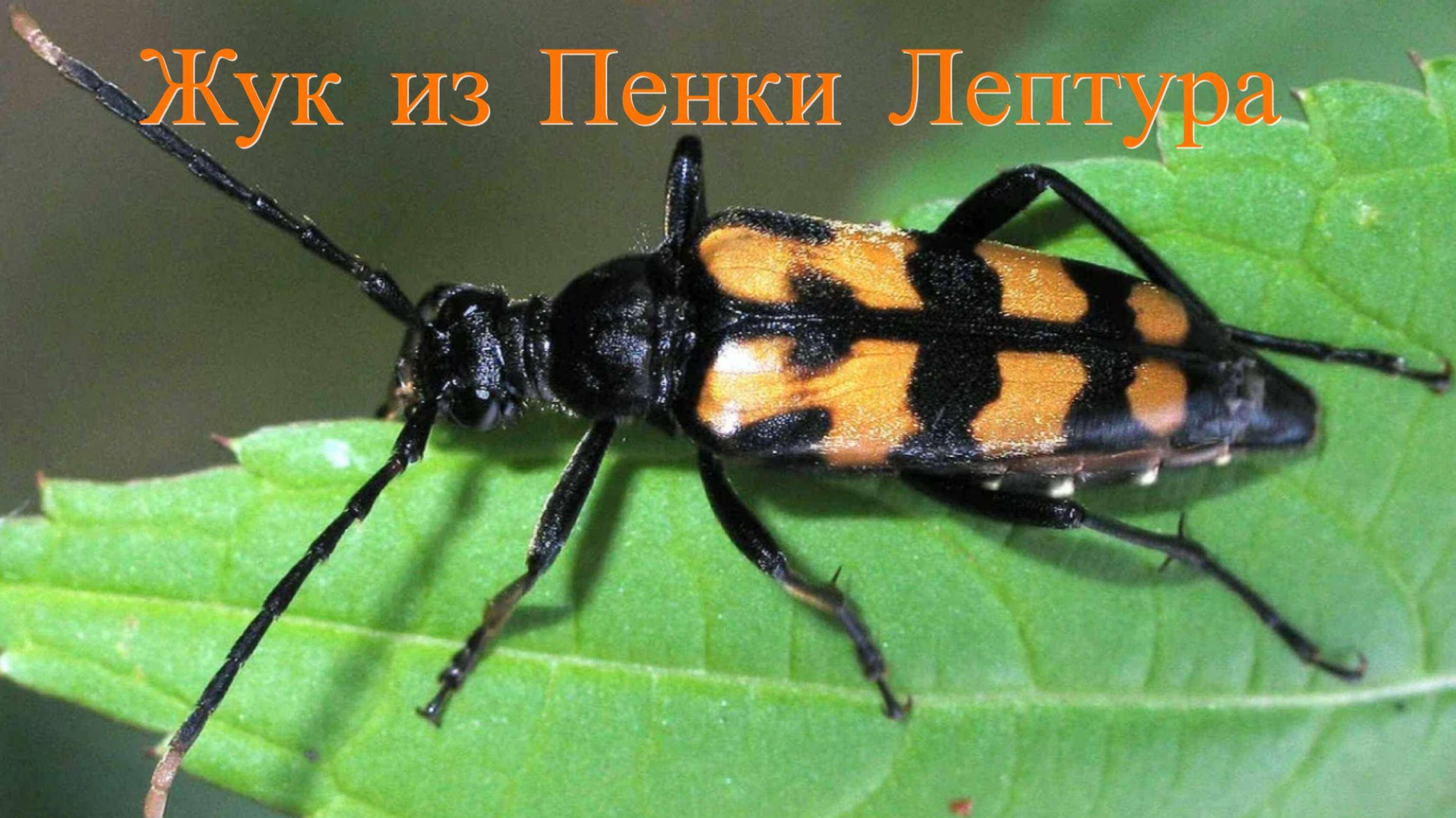Жук из Пенки Лептура Как связать от GM FLY
