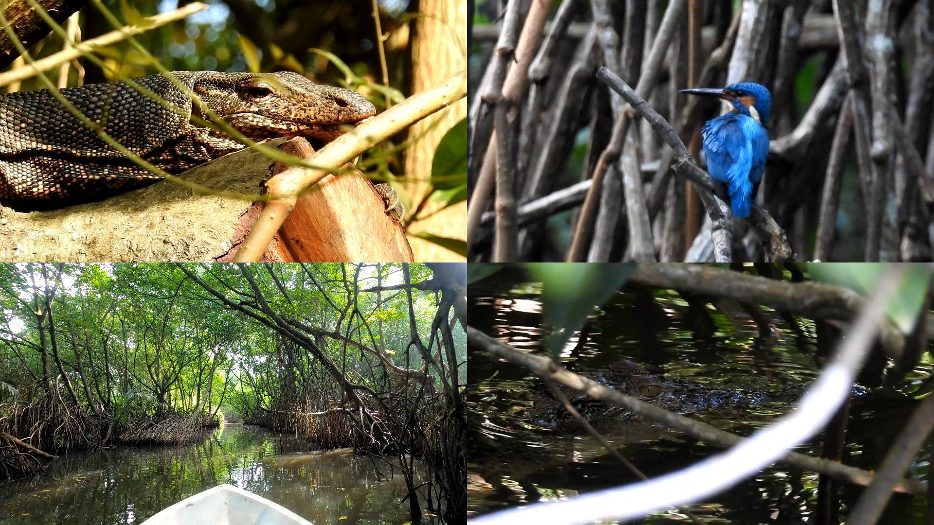 Речное сафари, Бентота, Шри-Ланка 2025 #речноесафари #шриланка #шриланка2025 #srilanka #srilanka2025