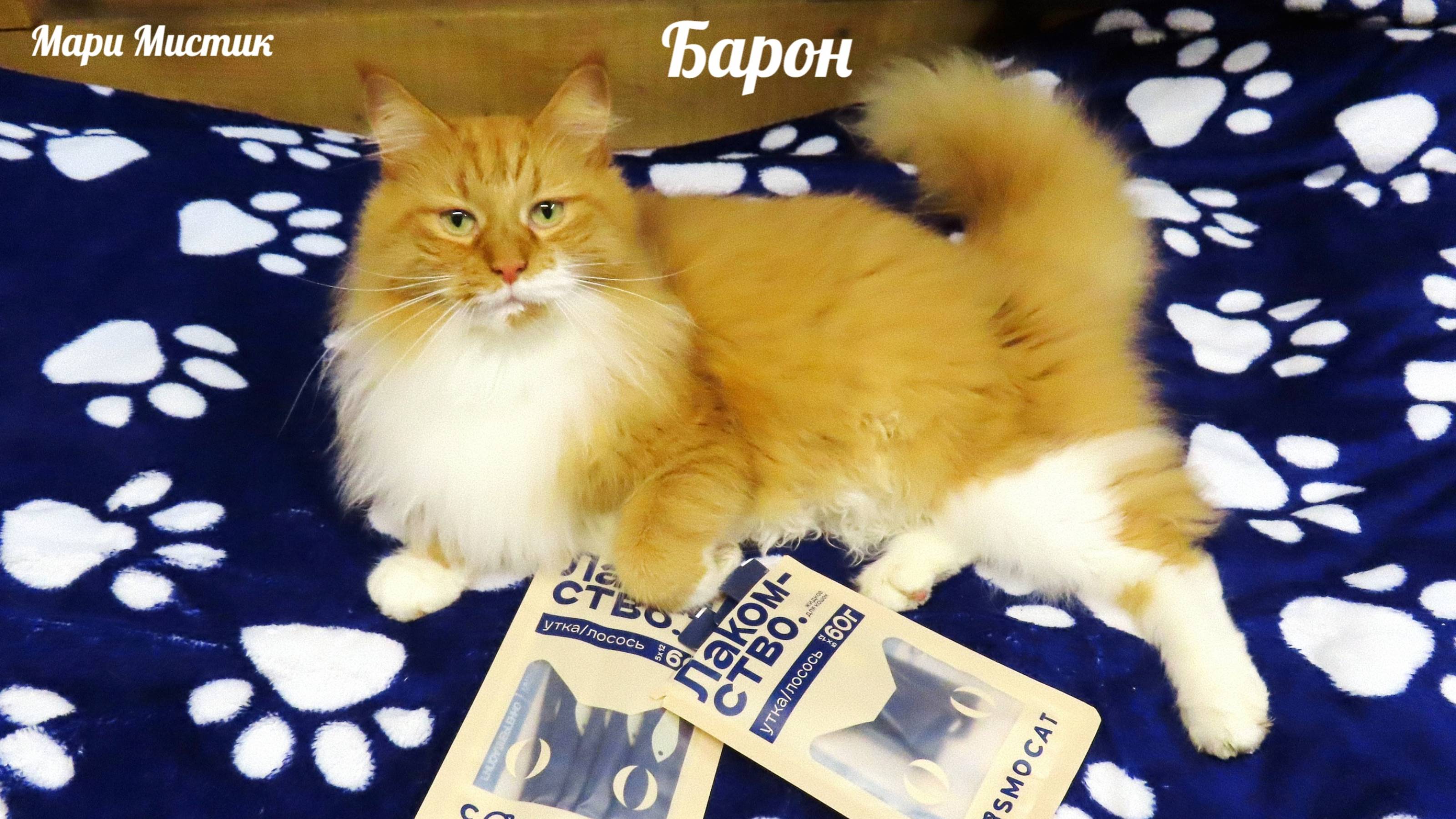 Барону ПОНРАВИЛИСЬ #лакомства_для_котов_Cosmocat #мейнкун #рыжийкот