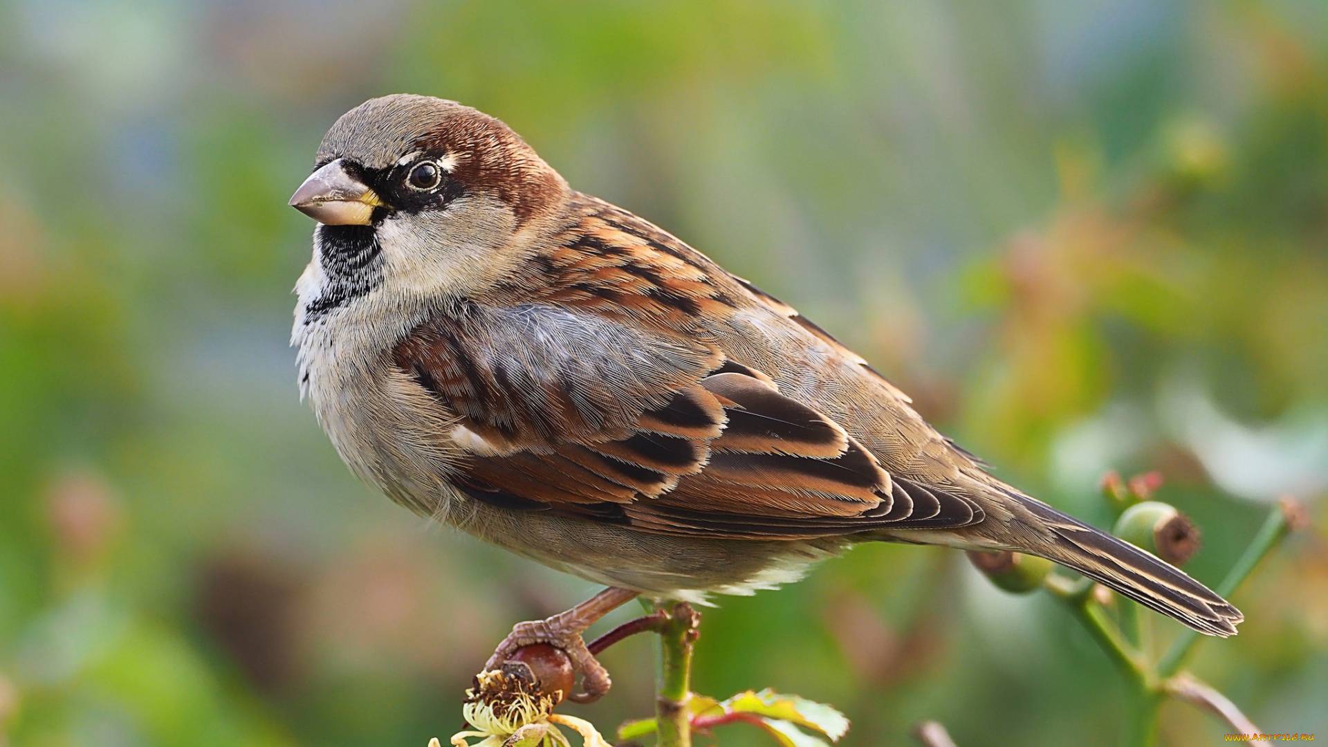 Воробьиные | Аудиокнига