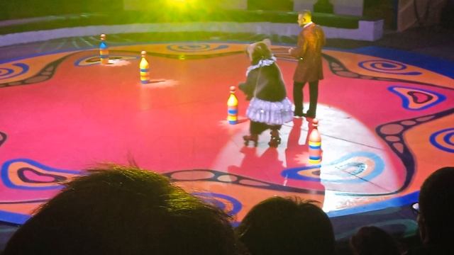 Мишка ходит на передних лапах и мишка на роликах