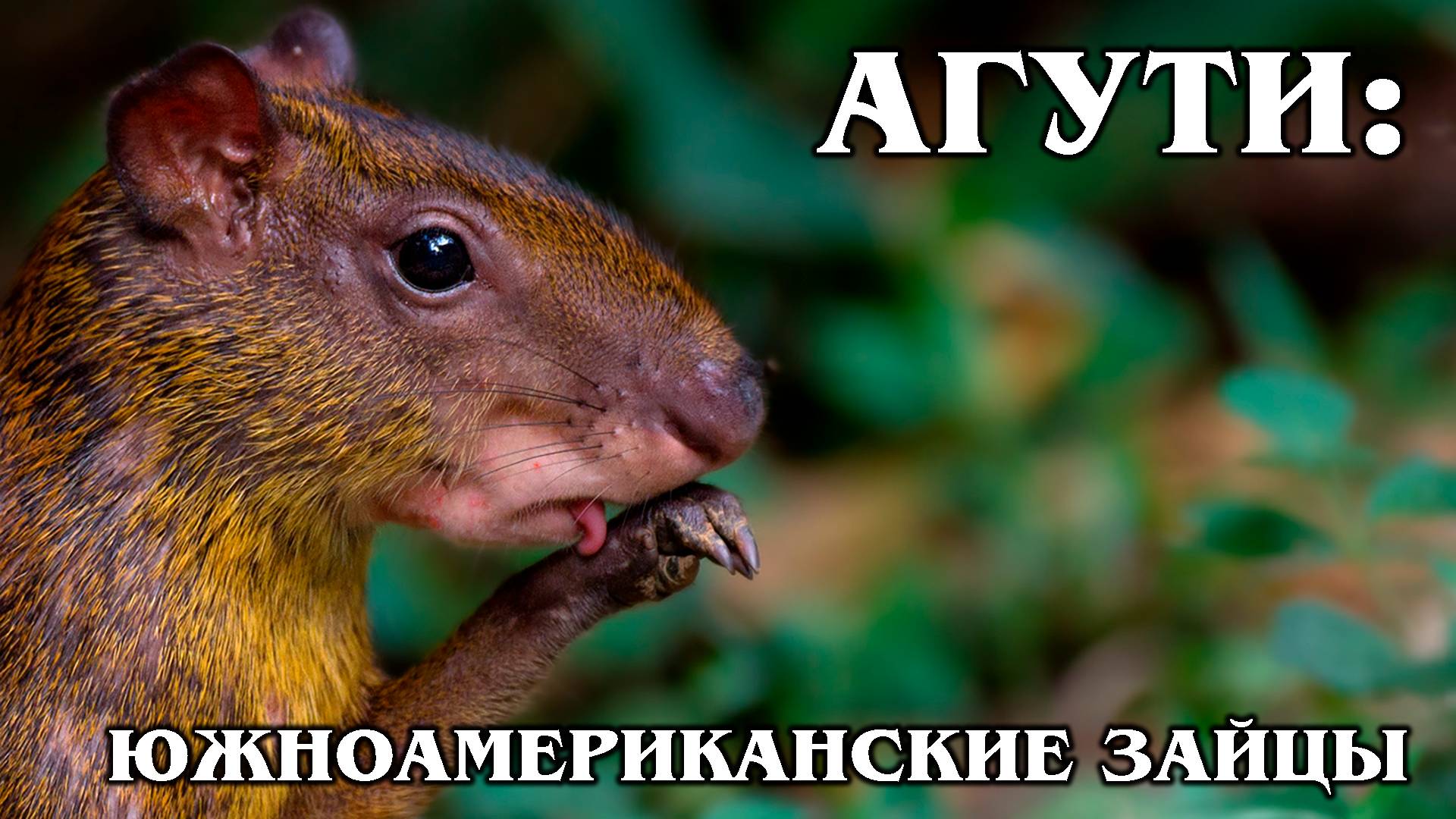 Агути: Скрытный Тропический Грызун | Интересные факты про агути