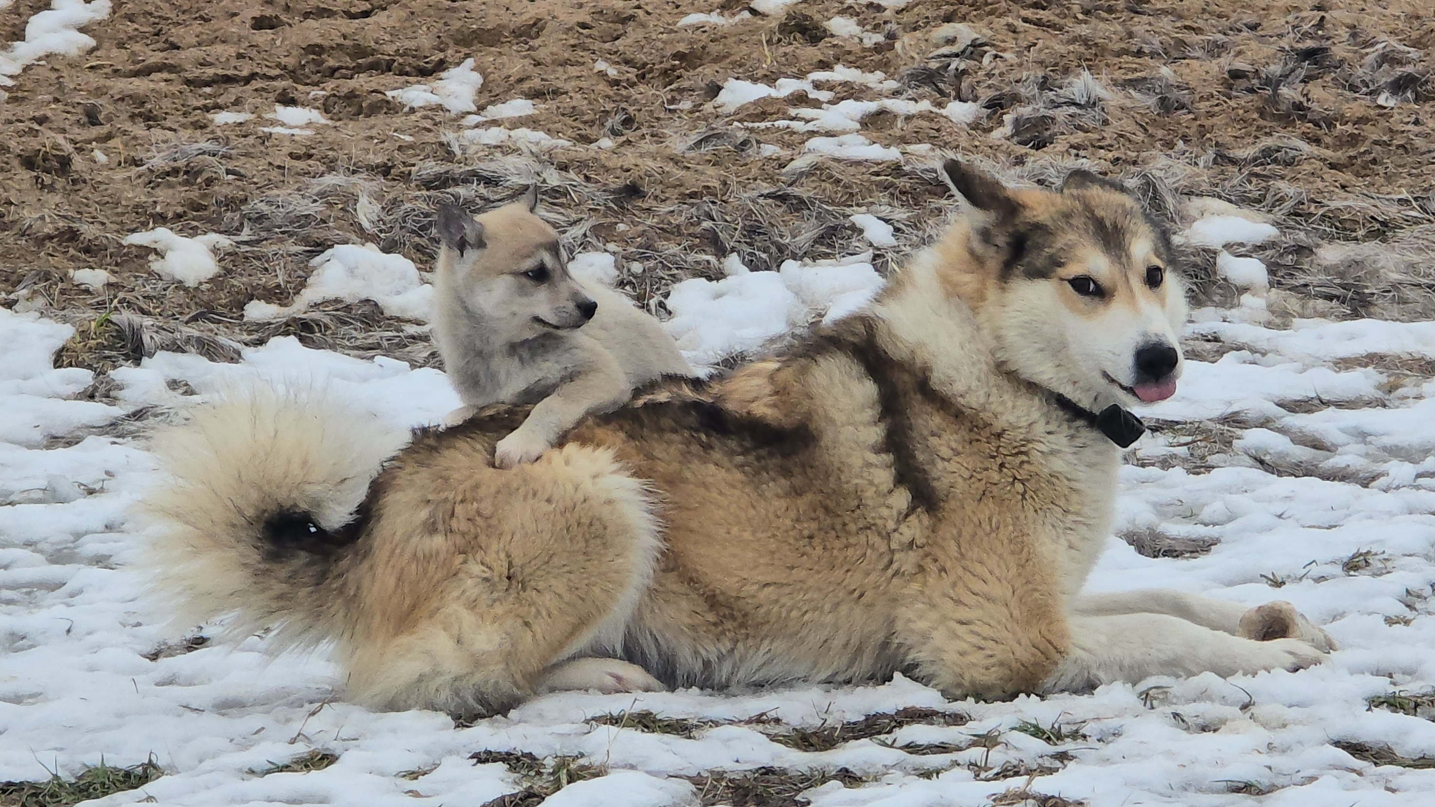 Щенки в истерике