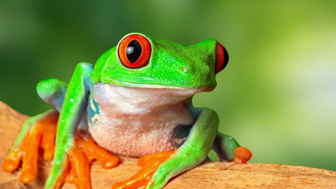 Лягушки | Аудиокнига