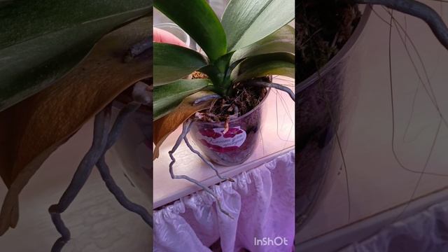 орхостол ☺🧚♀