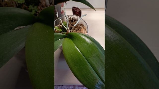 орхидеи 🧚♀