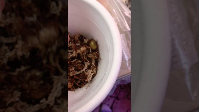 как я сохраняю клубни сеянцев глоксиний 'всем примерно 4 месяца