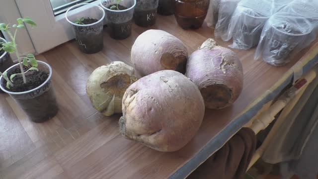 Брюква в марте