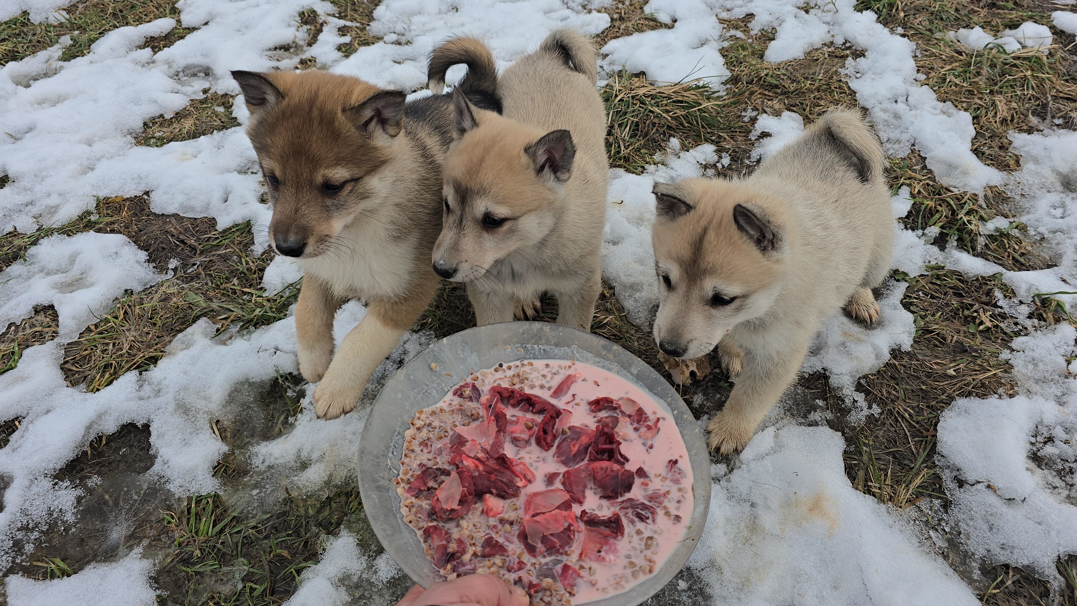 Щенкам каша с лосятиной