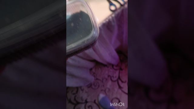 как правильно сеять семена глоксиний 🤗💗🧚♀