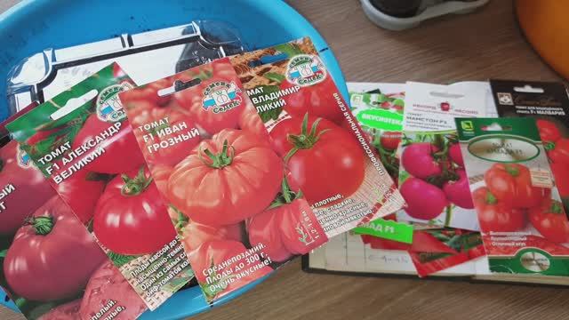 Хороший способ посадки томатов на рассаду. Крепкая, мощная, здоровая и  без пикировки.