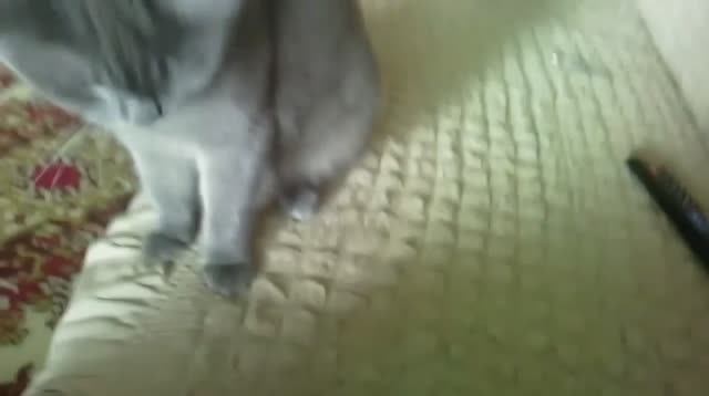 Кошка выполняет команду Апорт. Cat performs the command Aport.mp4