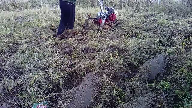 Разработка целины мотоблоком .The development of virgin lands by the tillers.mp4