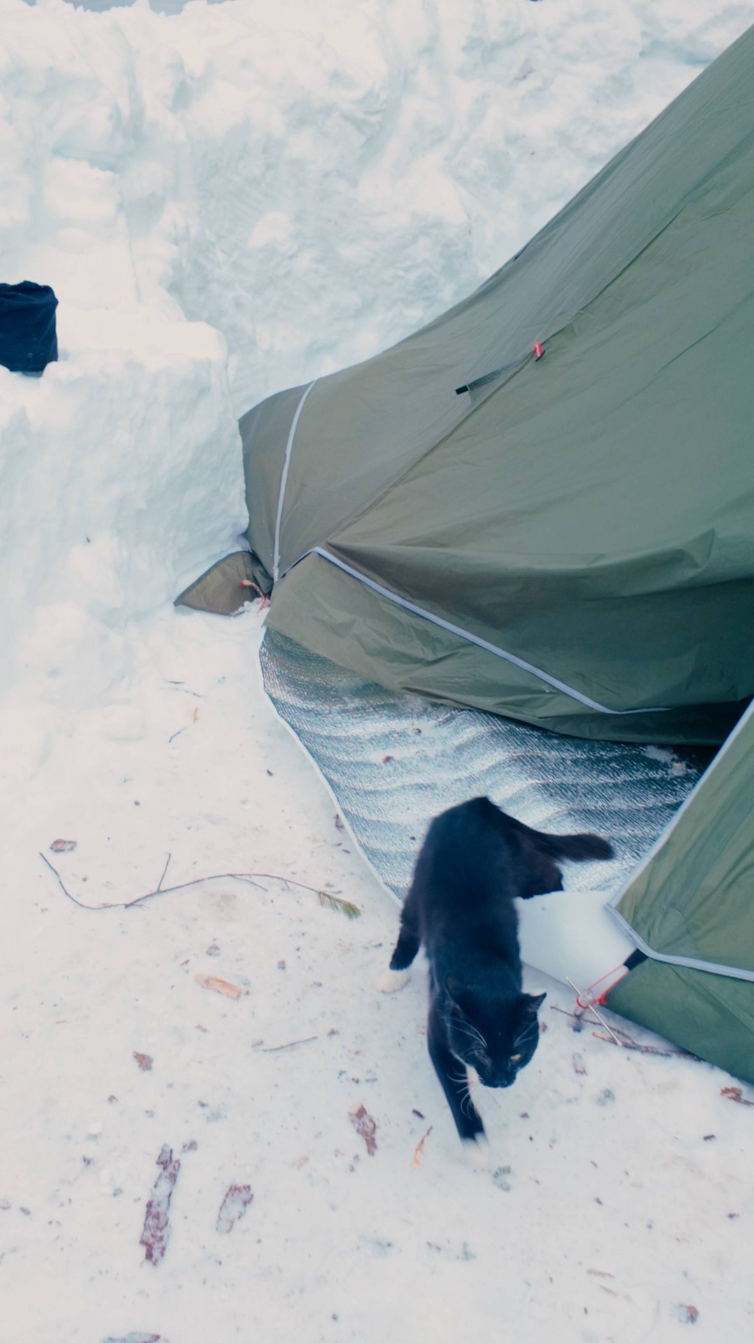 Кот Григорий уже адаптировался к путешествиям и даже к зимним походам с палаткой