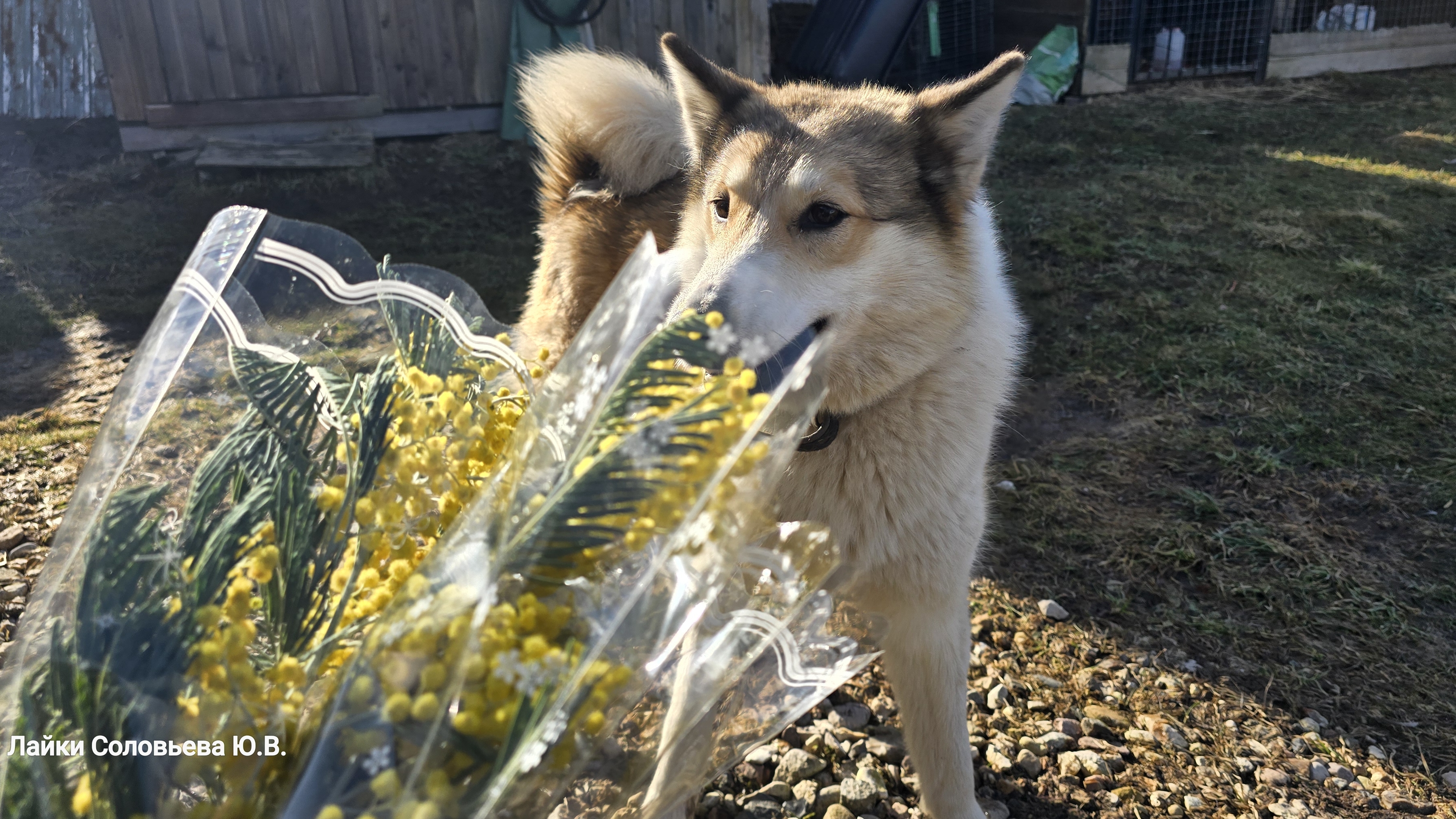 Щенкам лосиное лёгкое