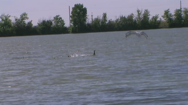 Утка спасает утят