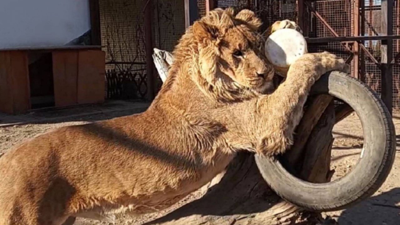 ШЕРХАН - лев мечты. Самый забавный лев. Милые дамы, с праздником женского очарования! (2 выпуск)