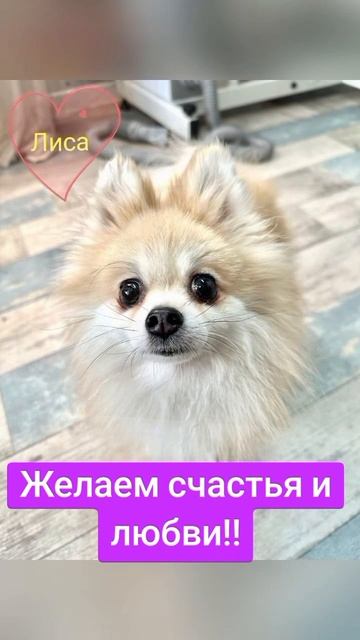 С наступающим праздником 8 марта! 
Спасибо за ваши репосты, многие из наших малявок нашли дом.