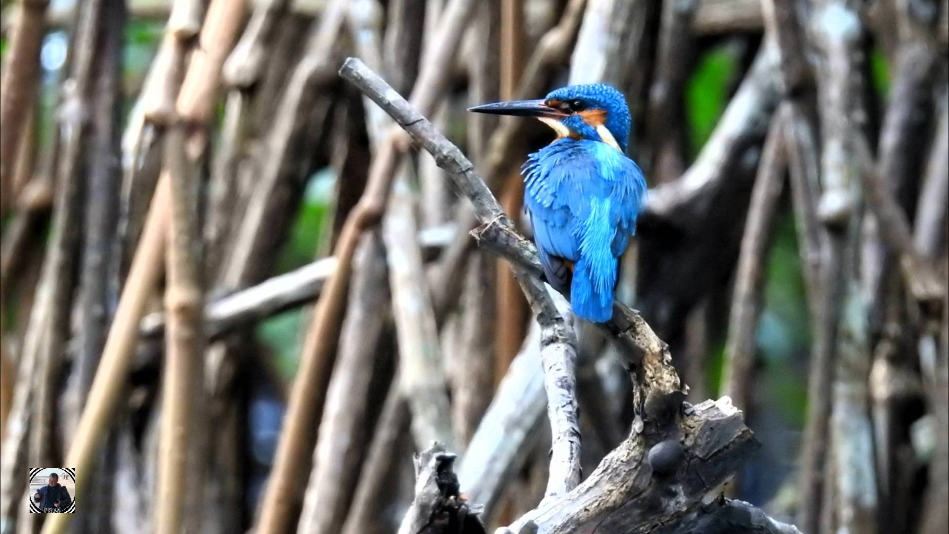 Зимородок птица, Шри-Ланка 2025 #наблюдениезаптицами #зимородок #commonkingfisher #birdwatching