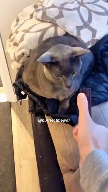 Рекция кошек на расческу