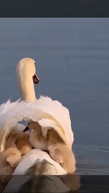 Лебедь и потомство