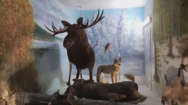 Музей природы Висимского заповедника в Кировграде