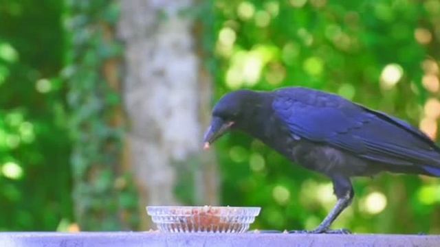 .... Что мы знаем про Ворона и Ворону...