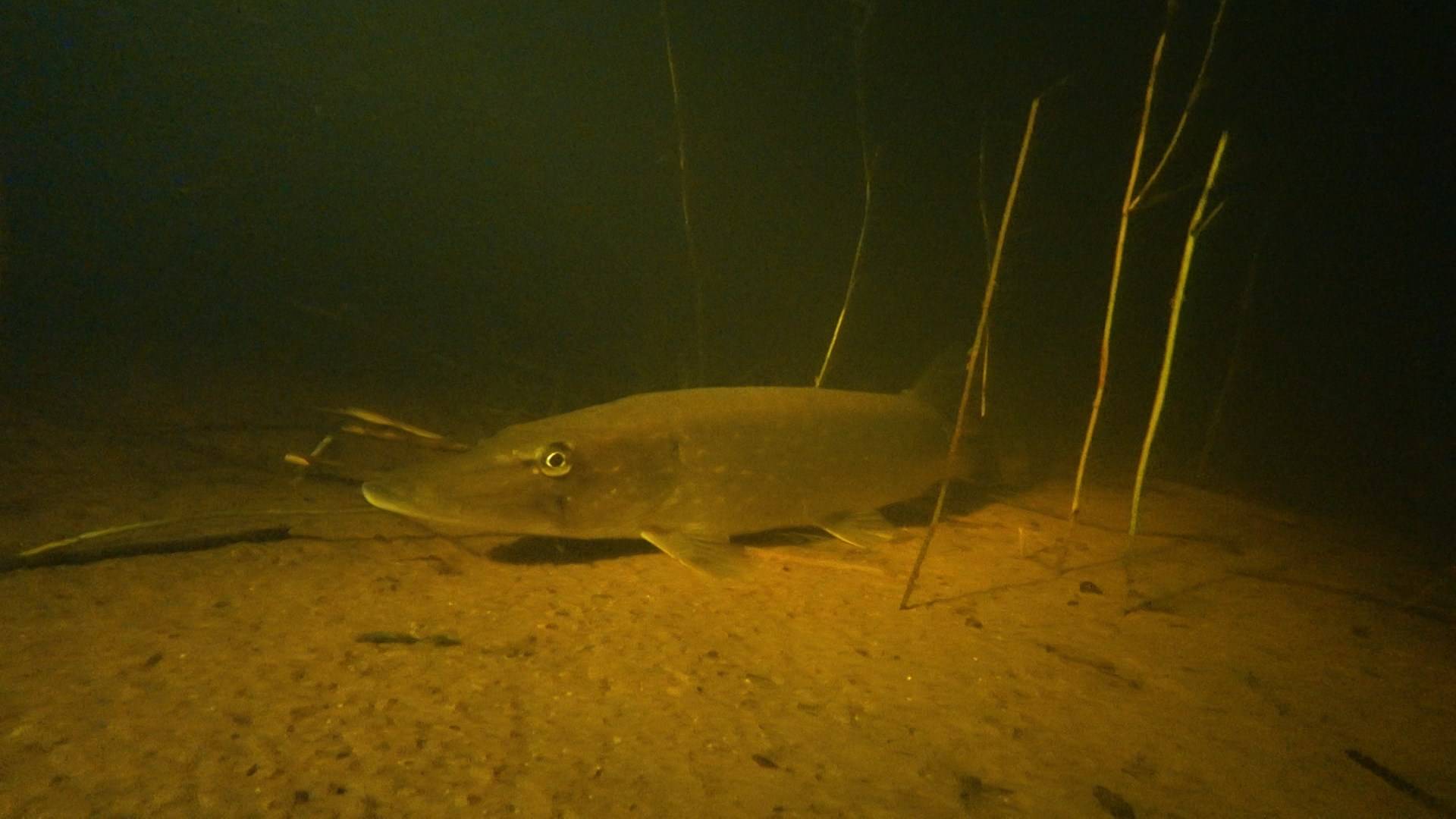 Дикие выходные с Павлом Глазковым. 8 марта