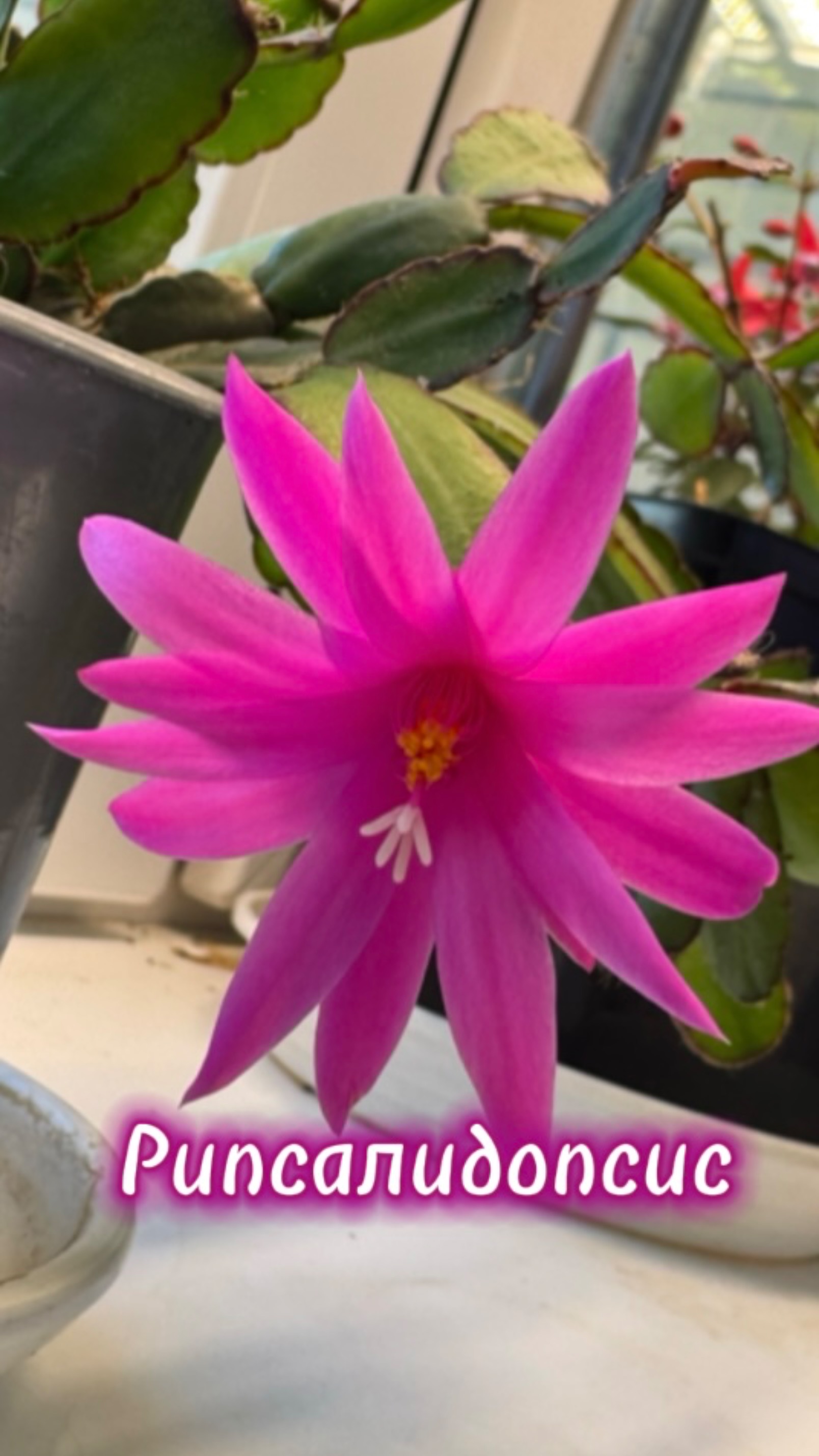 Рипсалидопсис