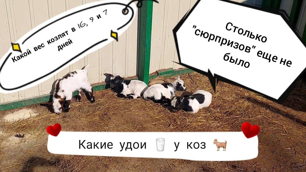 ИТОГИ🤦_♀️😭 февральских ОКОЗОВ у камерунских КОЗ 🐐
