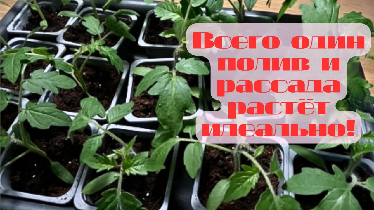 🌱 Томаты перестают вытягиваться! Всего один полив и рассада растёт идеально! �🚀