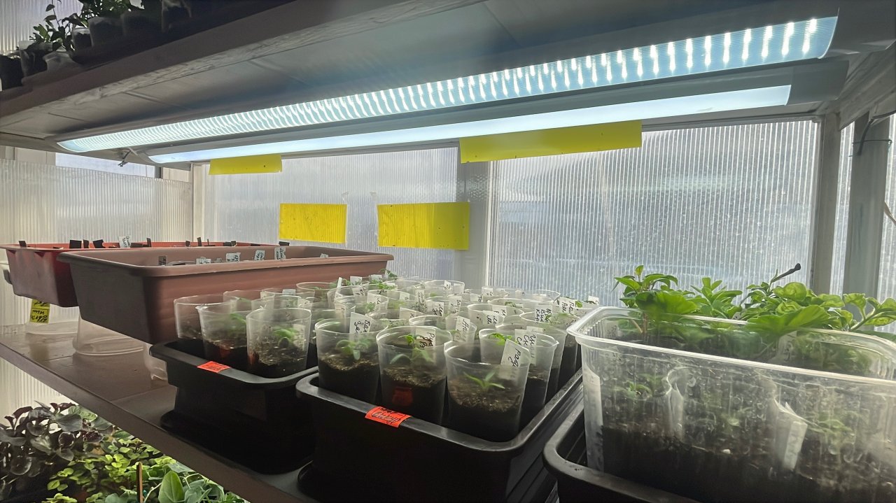 🏡 Vlog из светёлки. Дополнительное освещение для томатов. Посев томатов в вермикулит. Фумигатор.