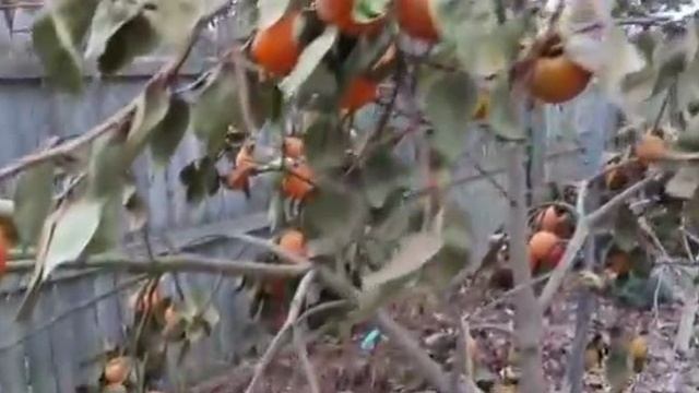 .... Как выращивают и обрабатывают Хурму .....