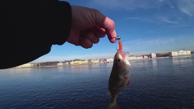 Невские окушки на спиннинг #микроджиг
