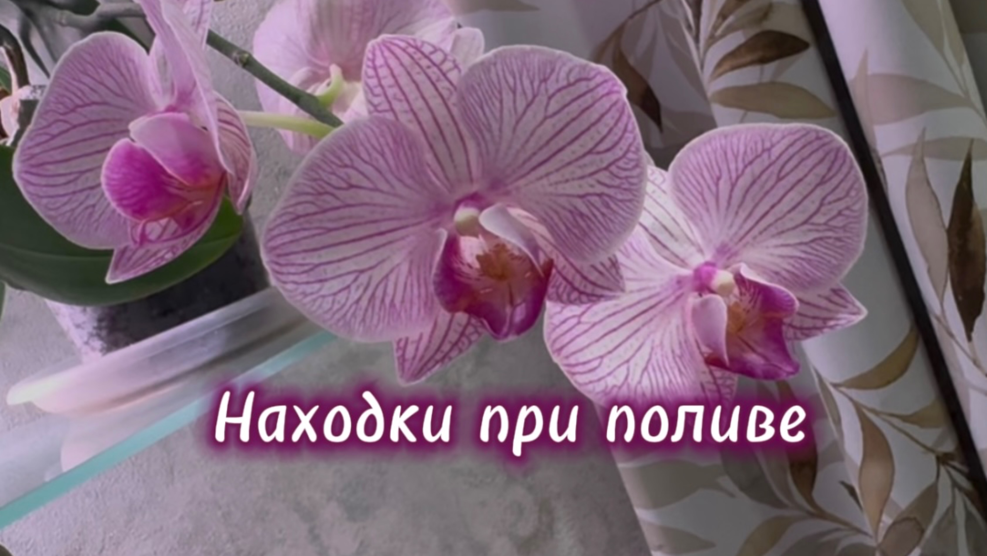 Новые стрелки орхидей. «Летний Бриз» не оправдал ожиданий