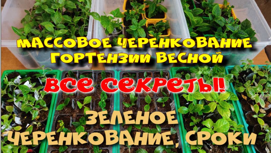 ЧЕРЕНКОВАНИЕ ГОРТЕНЗИЙ ВЕСНОЙ