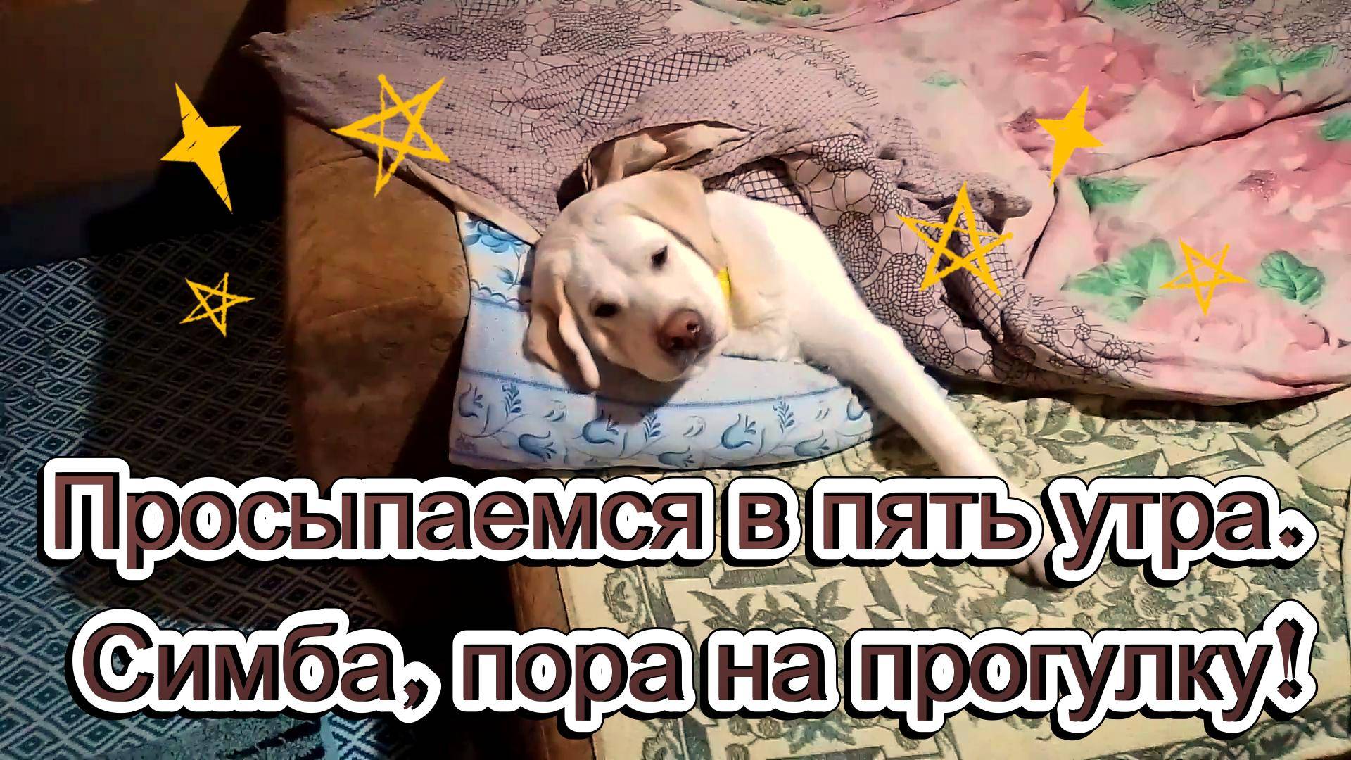 Просыпаемся в пять утра. Симба, пора на прогулку!