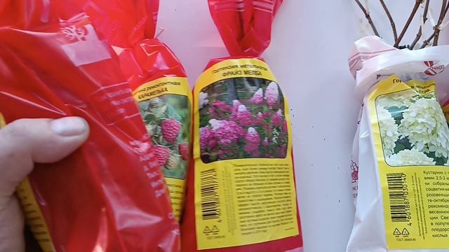 Обзор многолетних саженцев, купленных для сада