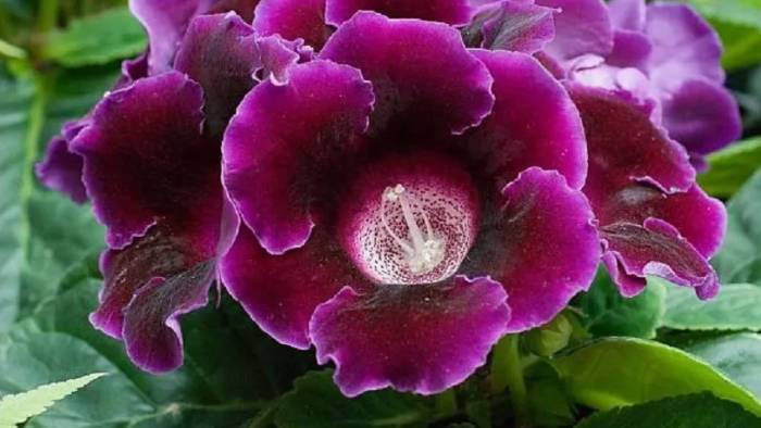 Глоксинии, перебираю клубни глоксинии, делюсь своим опытом выращивания в домашних условиях